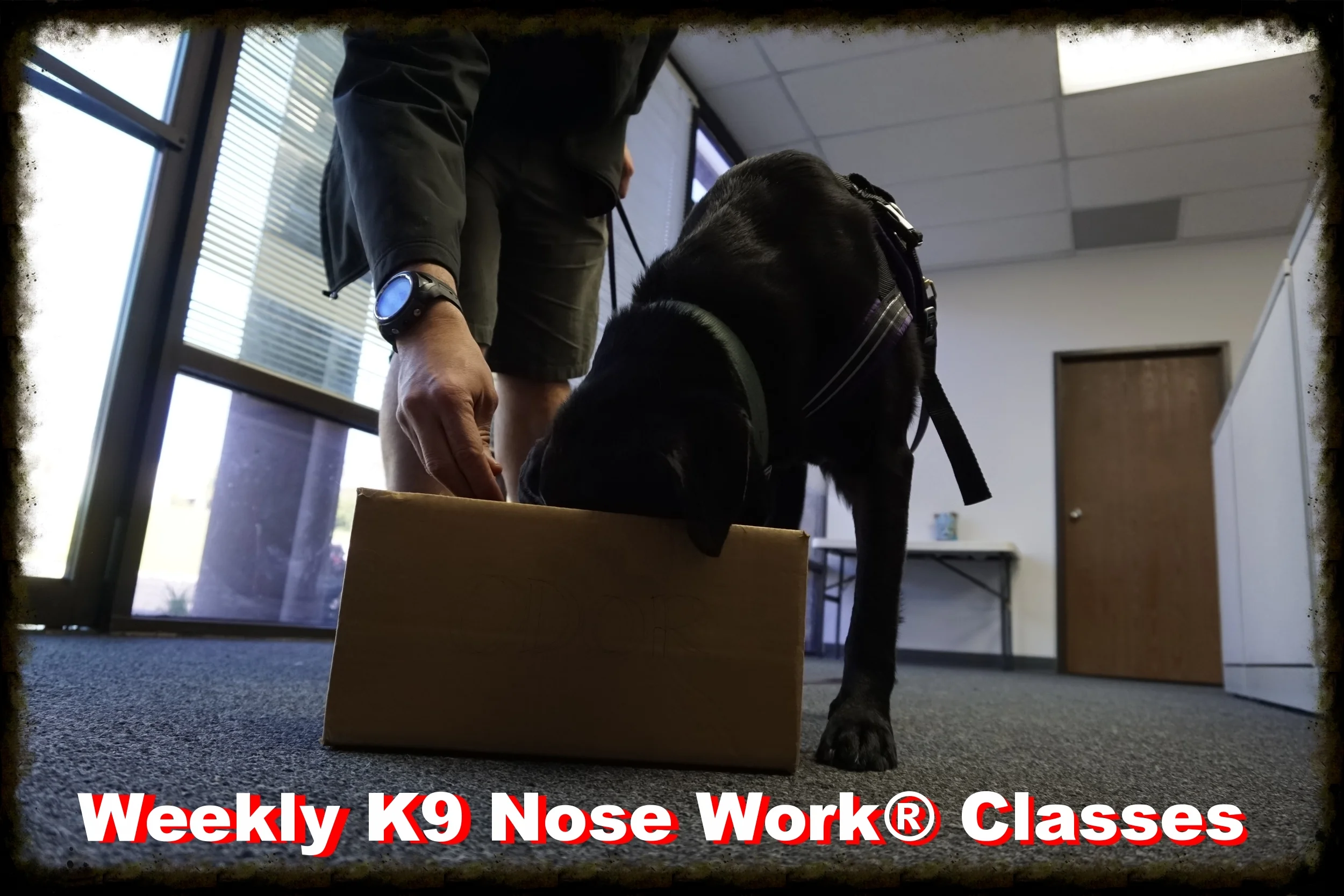 Weekly K9 Nose Work® Classes