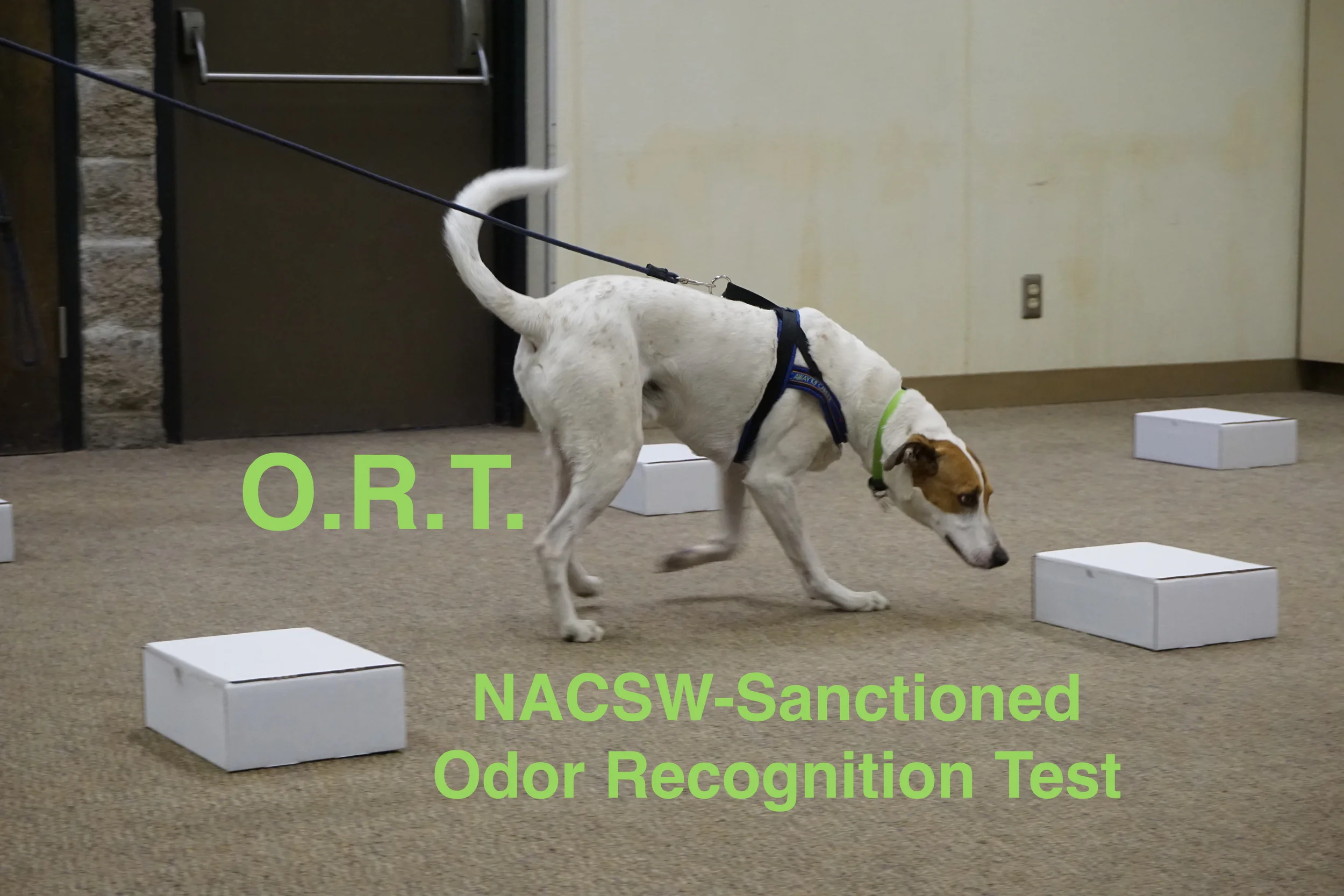 Odor Recognition Test (ORT)- NACSW-Sanctioned 