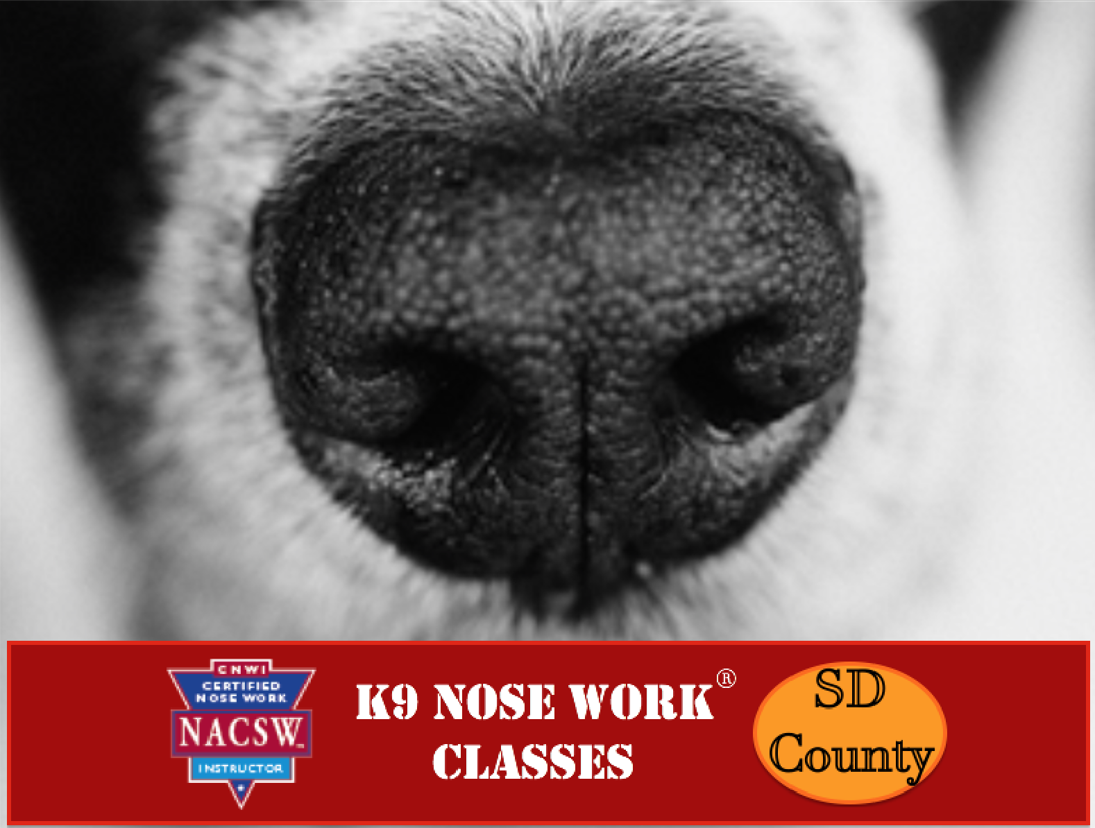 Weekly SD K9 Nose Work® Classes