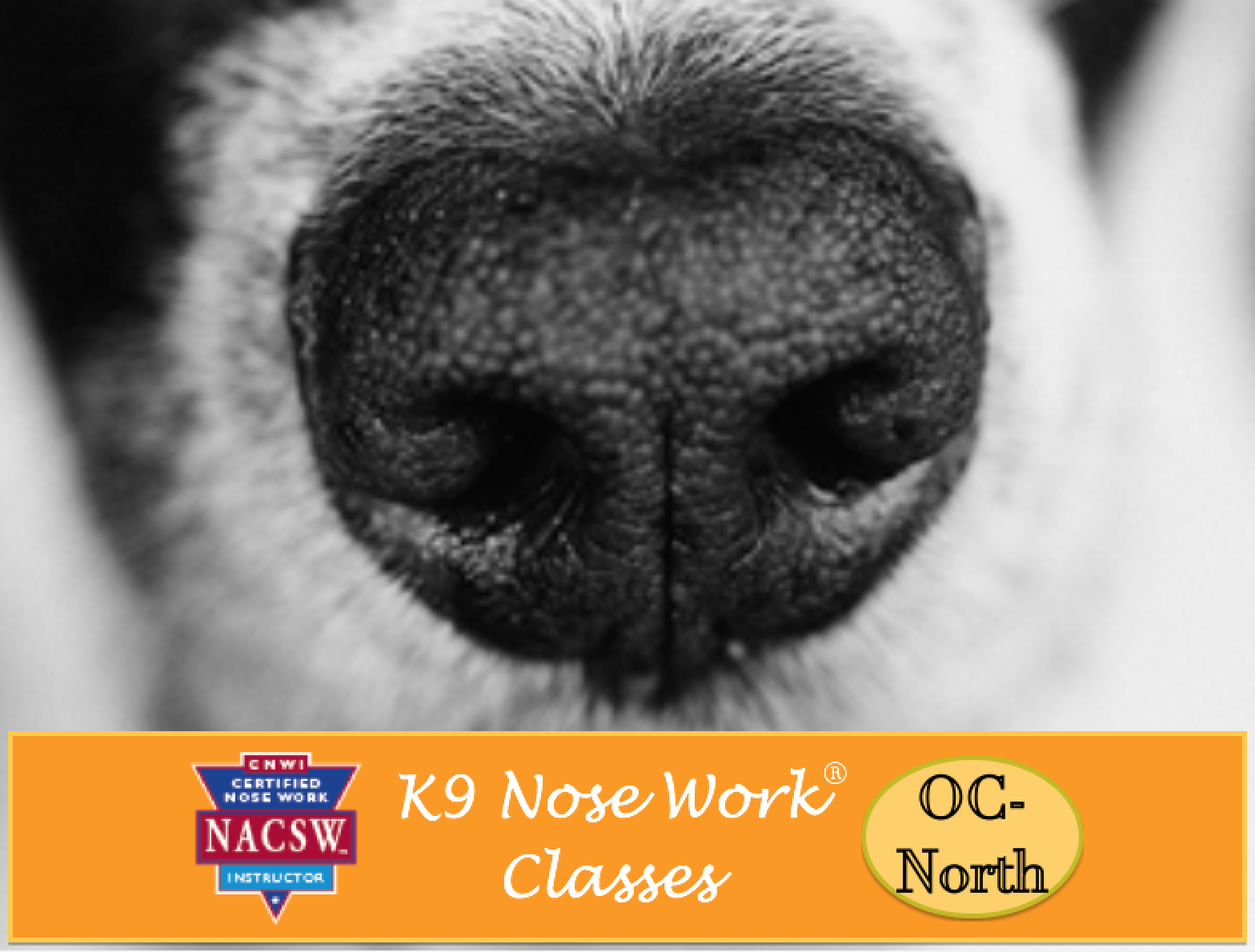 Weekly No OC K9 Nose Work® Classes