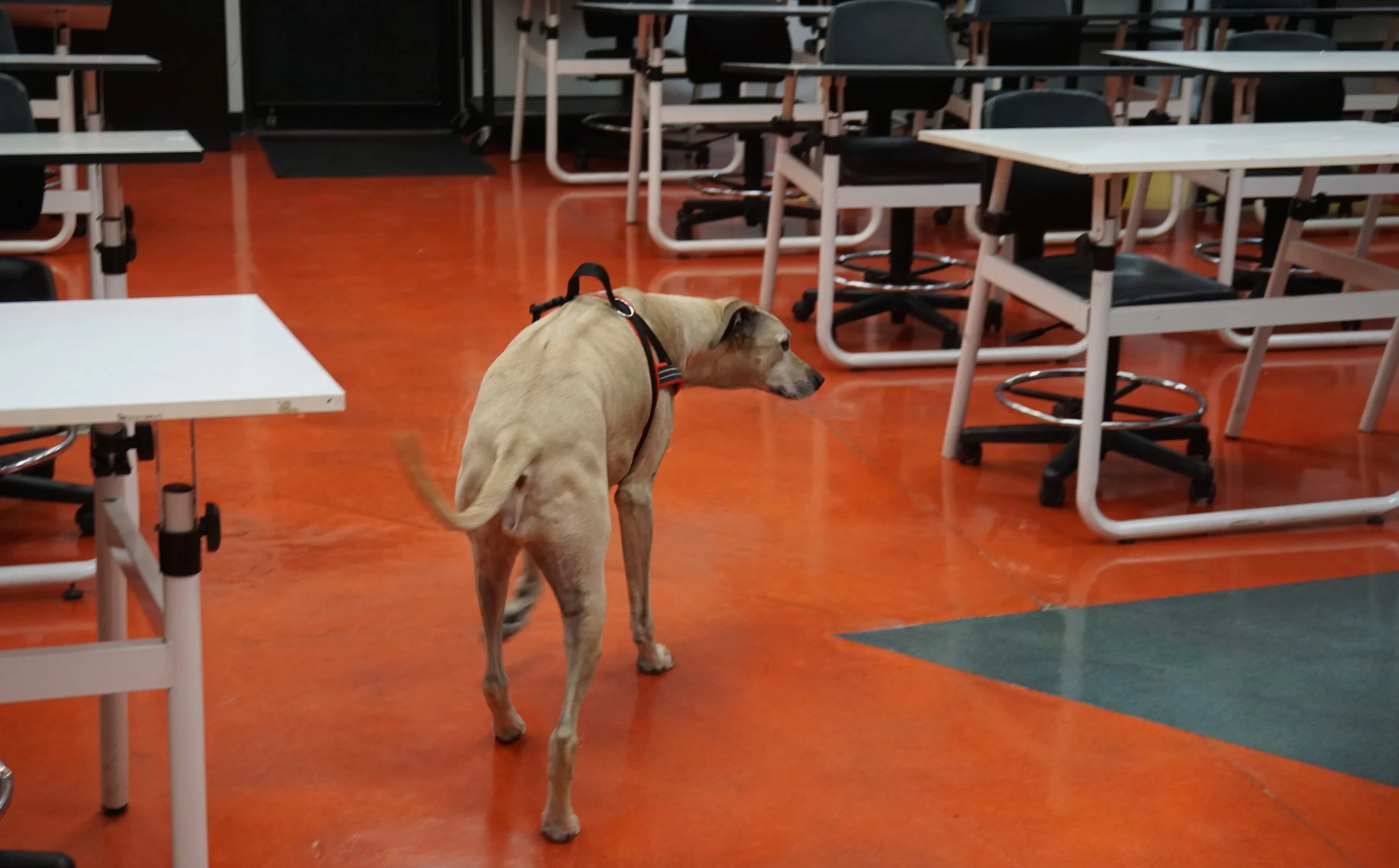 Piper Testimonial Pic 2.JPG