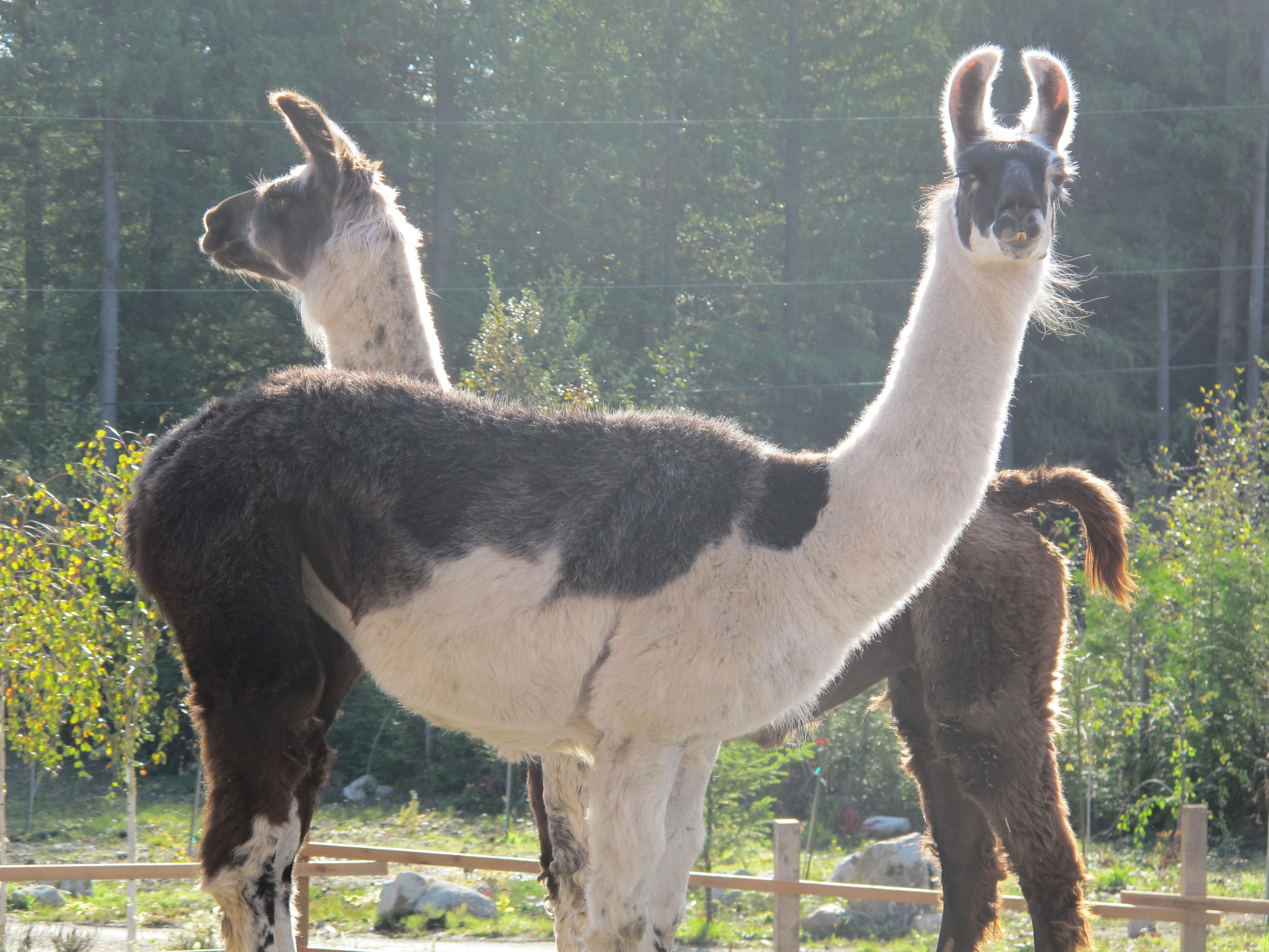 Reba and Celine, total sweeties. They have seen some hard times, but are now living a happy peaceful life here.
