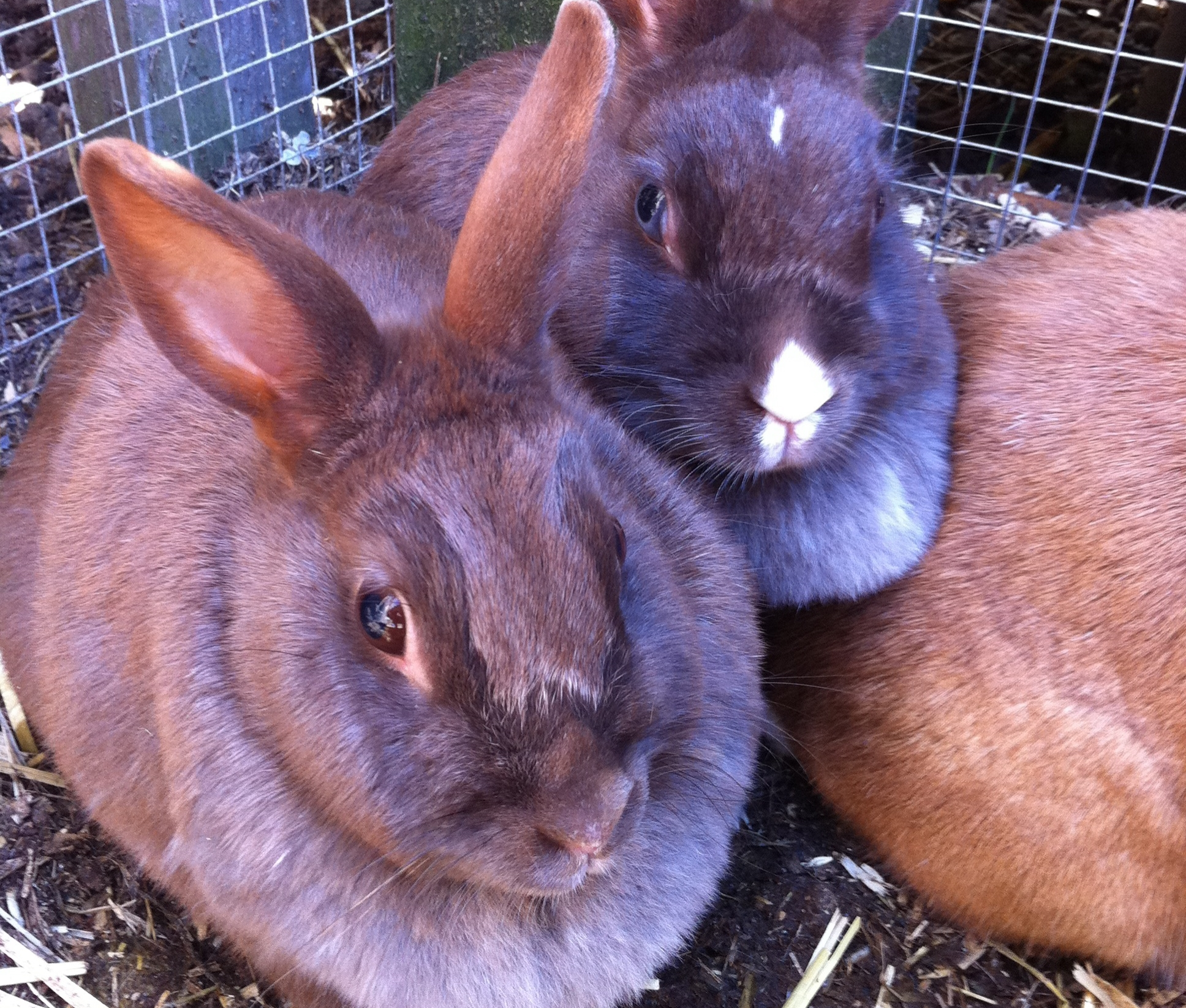 Our bunnies all love to cuddle in a big pile of fluffy softness! They also love to run around the stables.