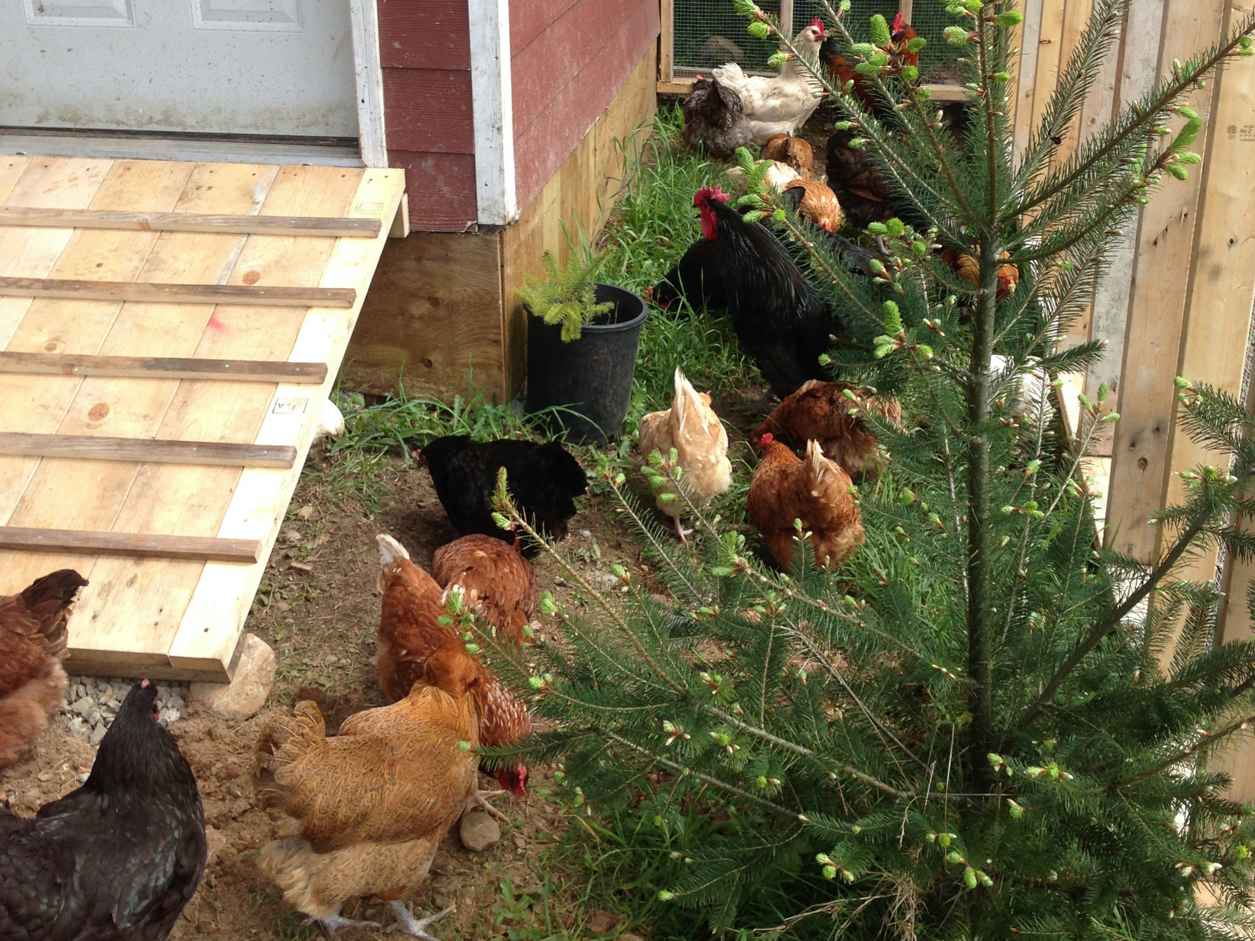 Our happy chickens run in the pasture and our ducks and goose like to swim in the ponds.