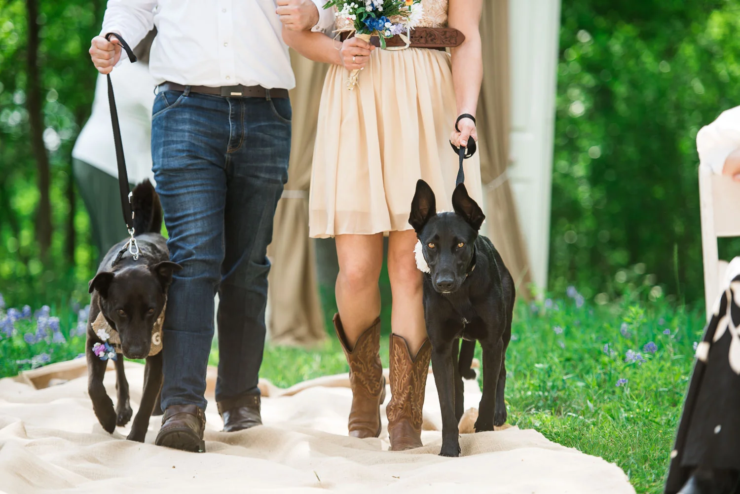 32 Dogs in a wedding on the Watson Family Ranch in Luling Texas.jpg