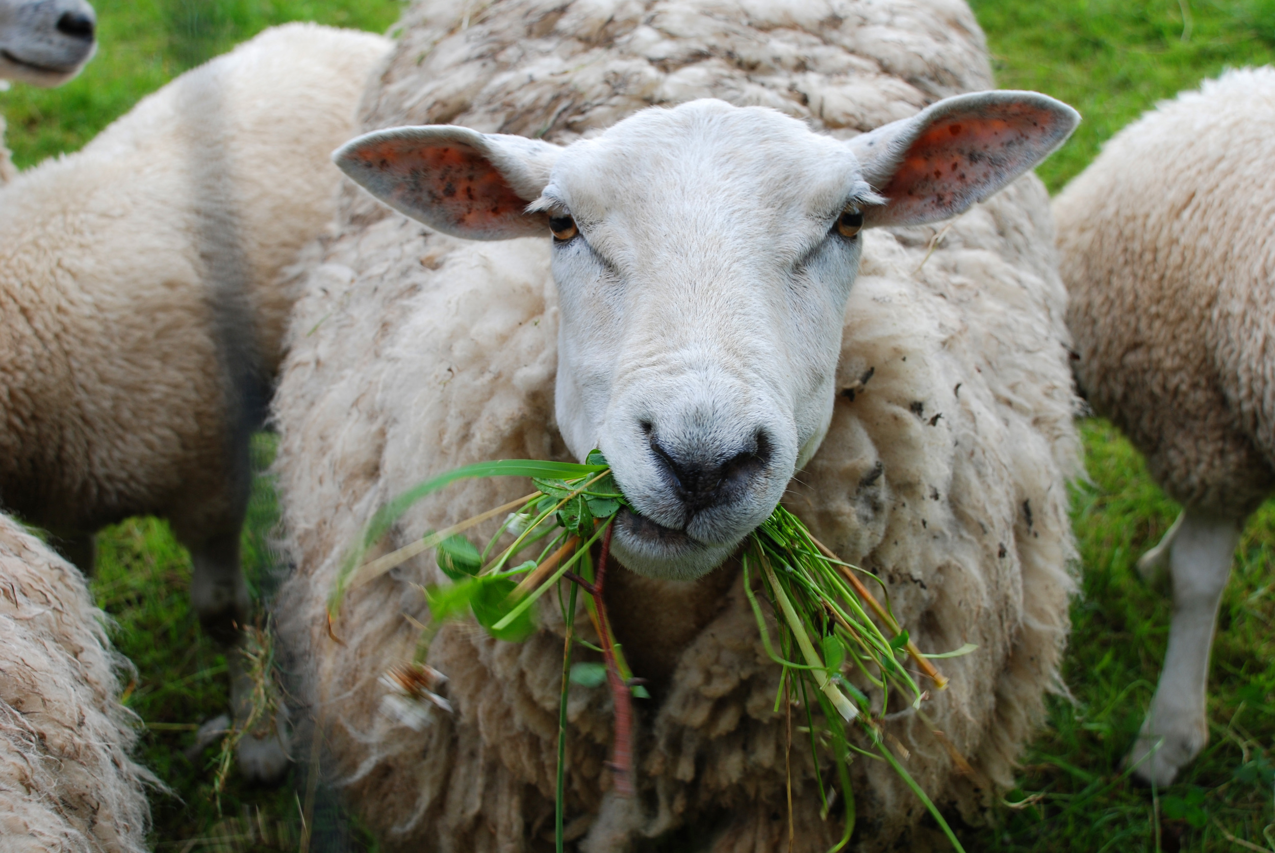 Барана сена. Боргойский баран. Баран овца ягненок. Овца ест траву.
