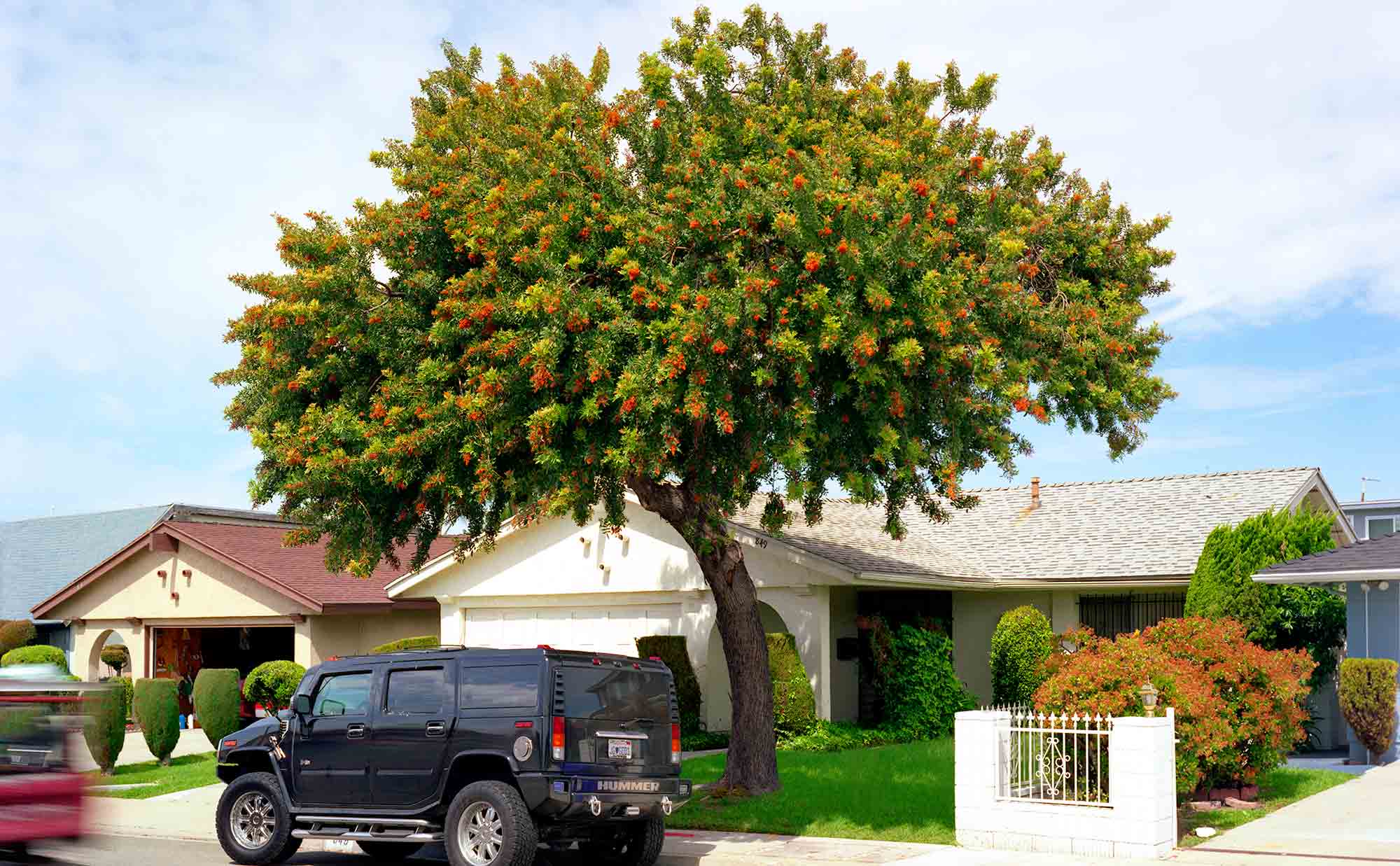 20-Pepper-Tree-#3,-Carson,-2005.jpg