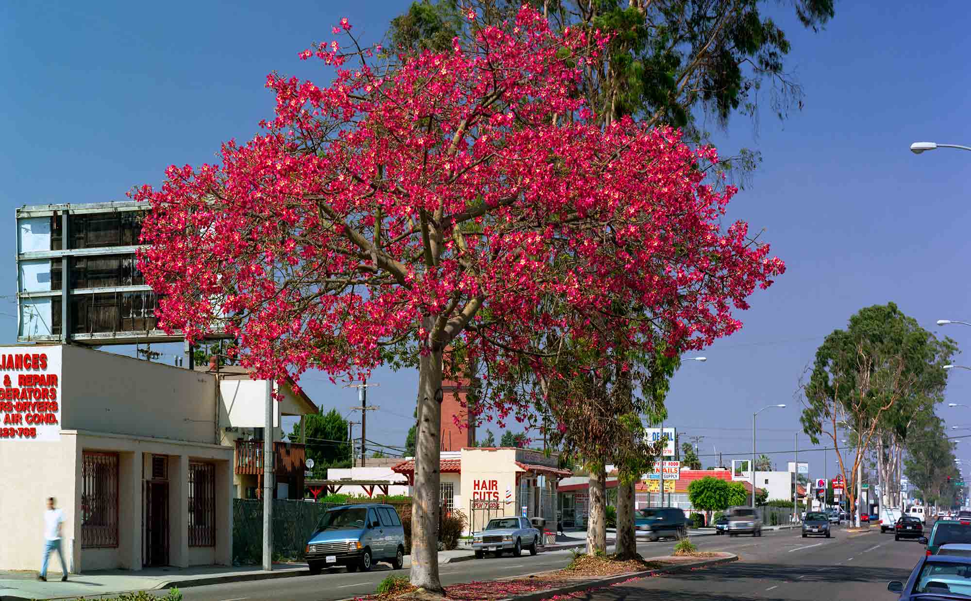 24-Floss-Silk-Tree-#4,-North-Long-Beach,-2004.jpg