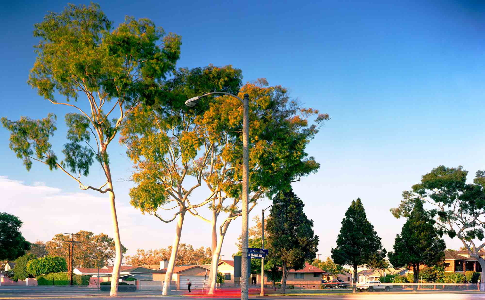 25-Eucalyptus-#33-,-Lakewood,-2005.jpg