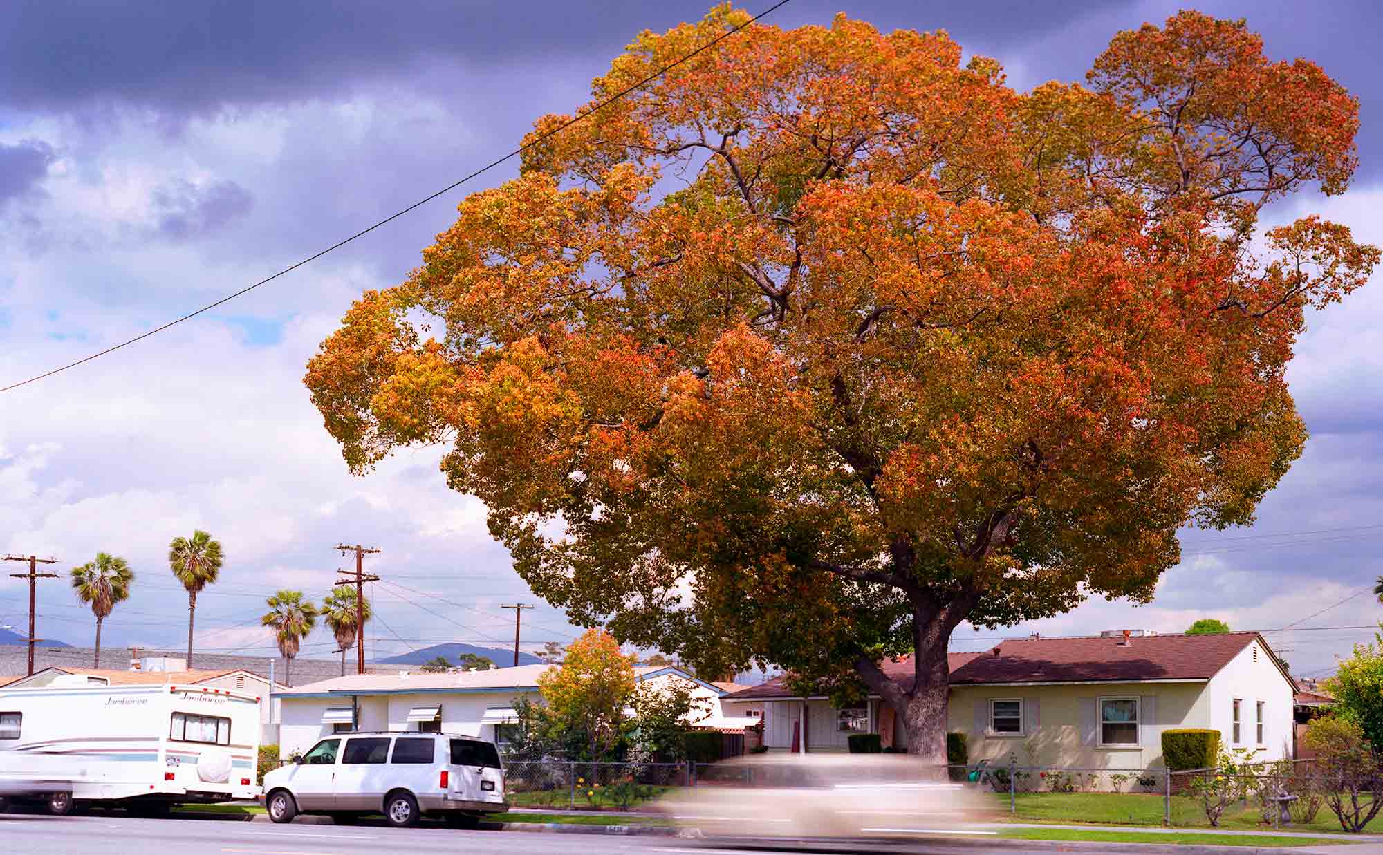 33-Camphor-Tree-#6,-Duarte,-2006.jpg