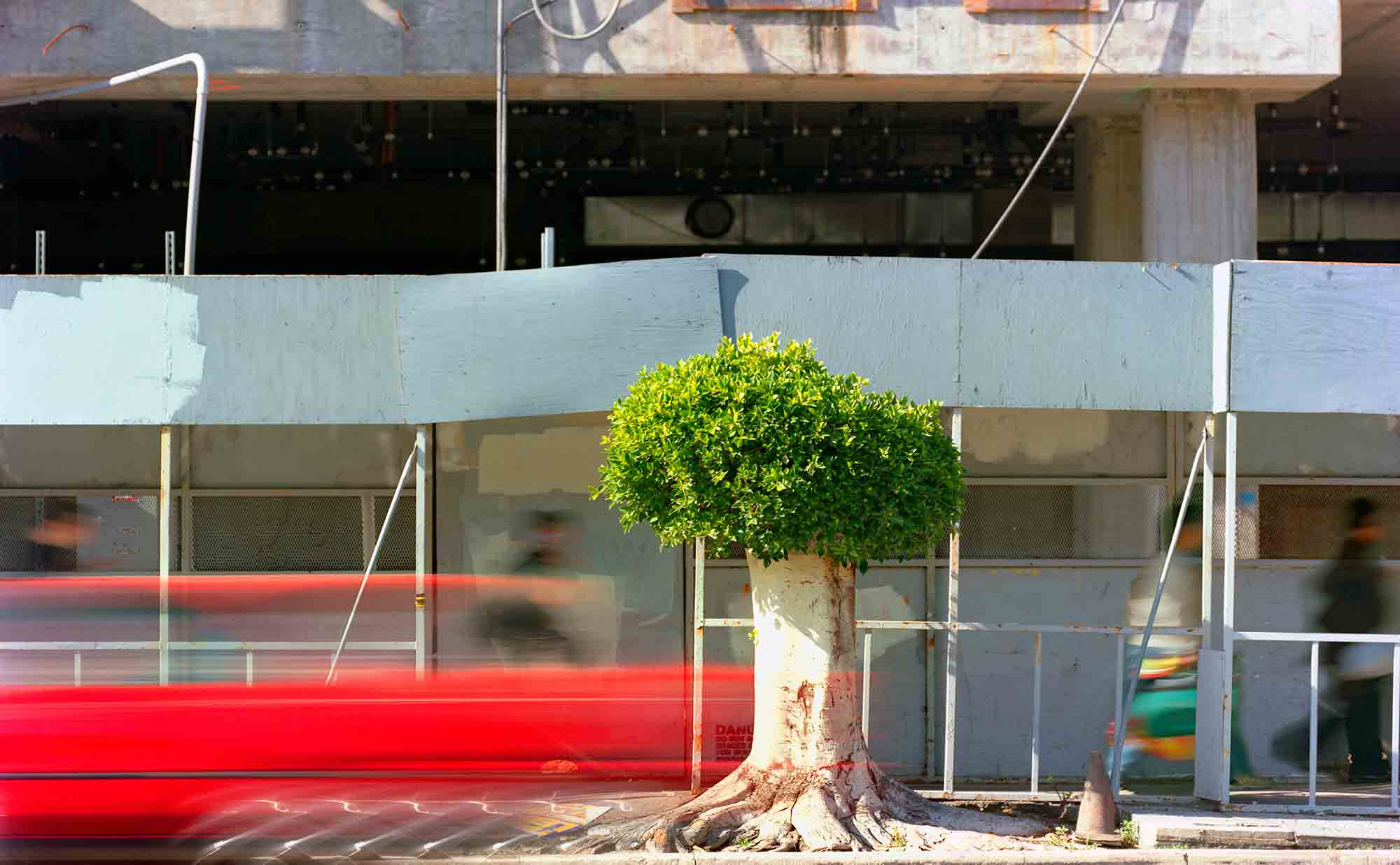 44-Ficus-#18,-Los-Angeles,-2006-(485x3).jpg