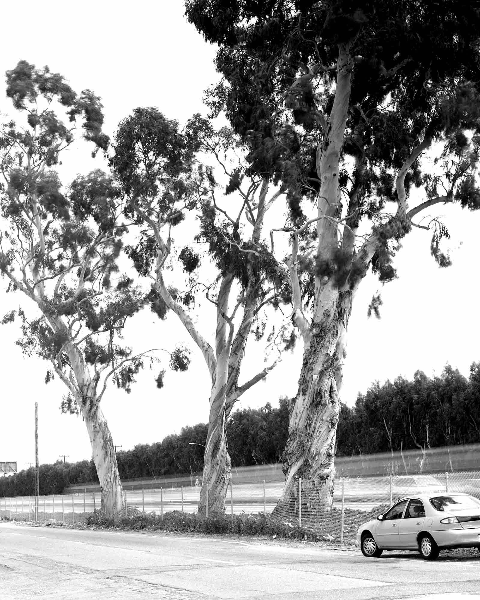 04-Eucalyptus-#3.jpg