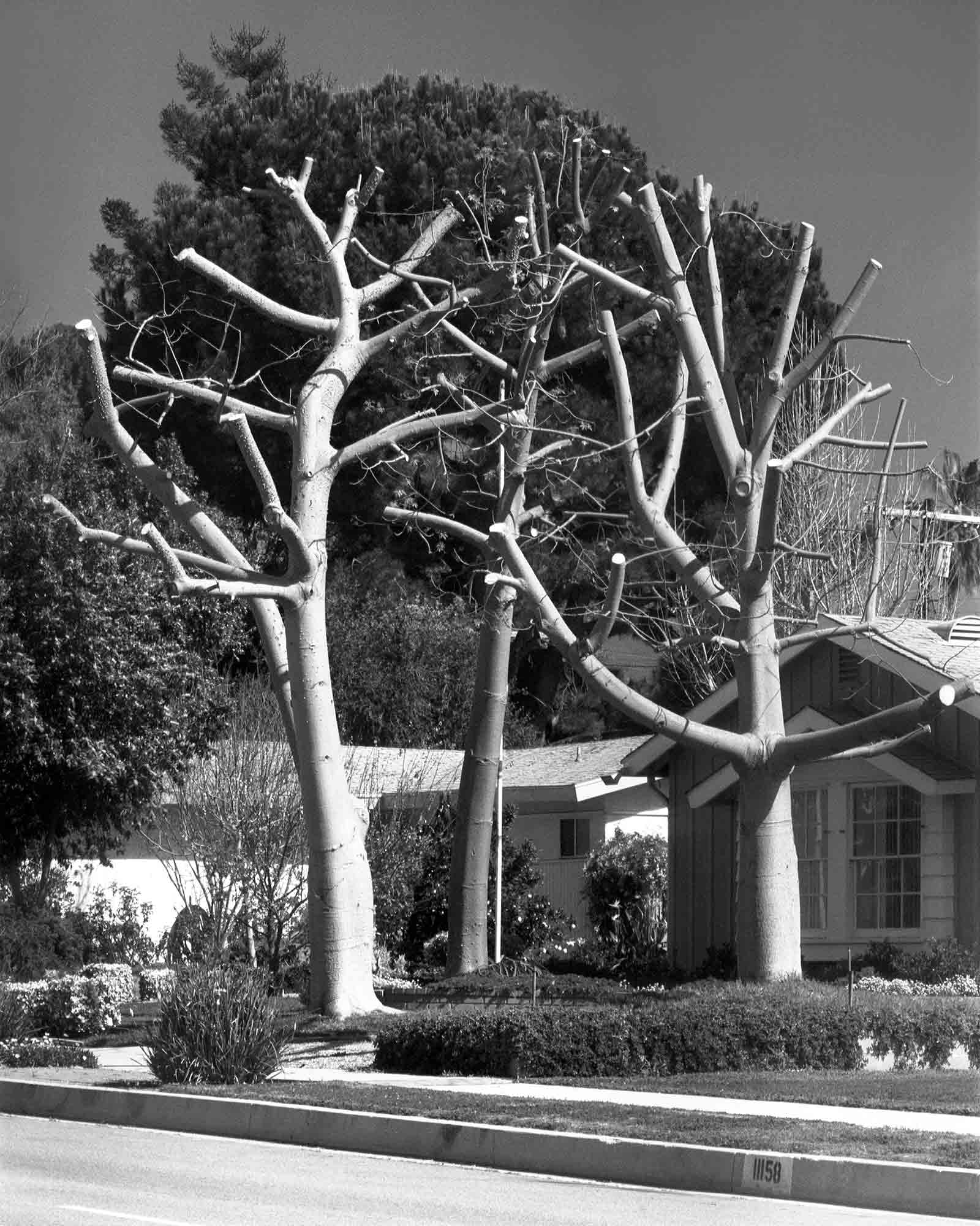 09-Floss-Silk-Tree-#1,-North-Hills,-2003.jpg