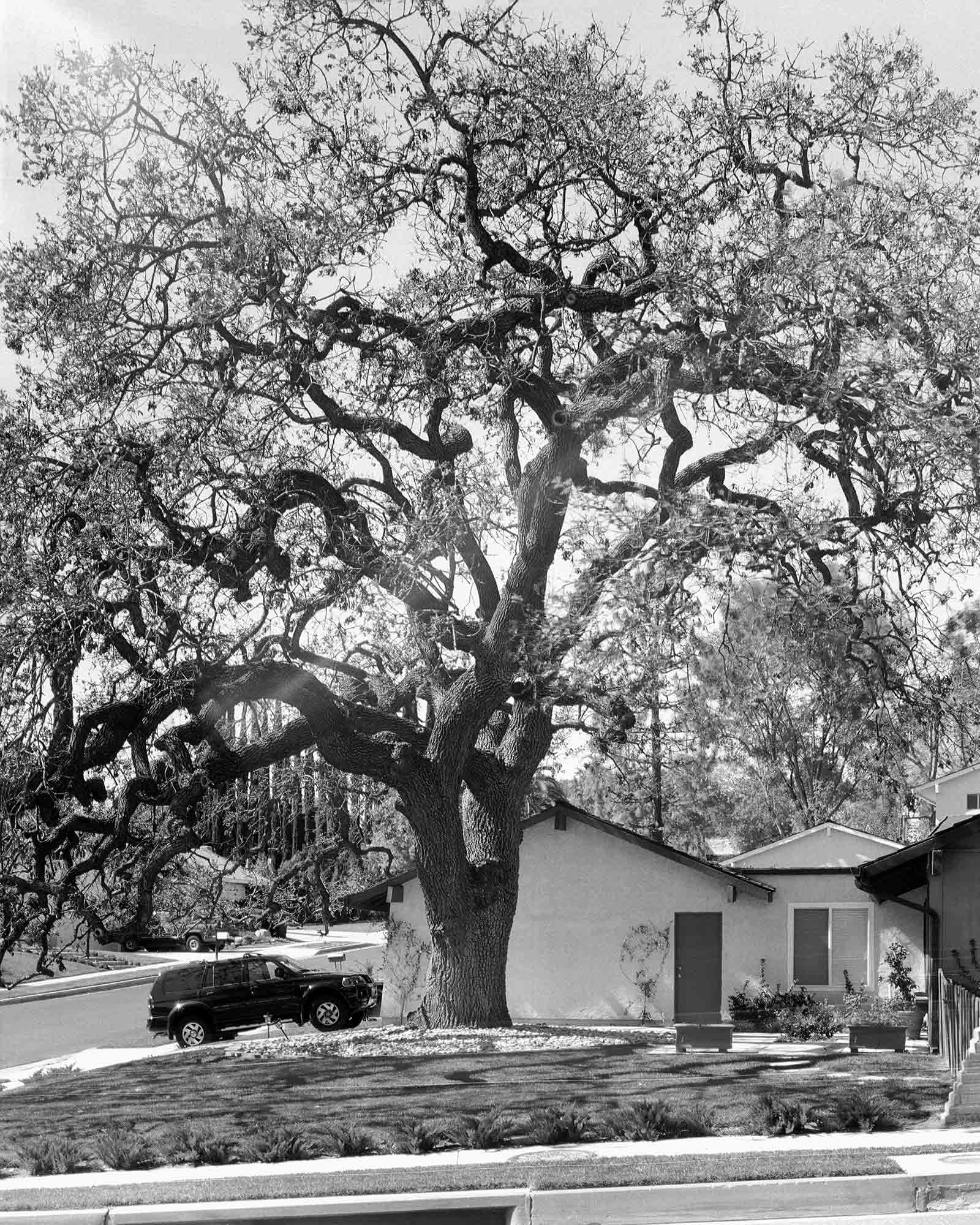 16-Live-Oak-#11,-Thousand-Oaks,-2003.jpg