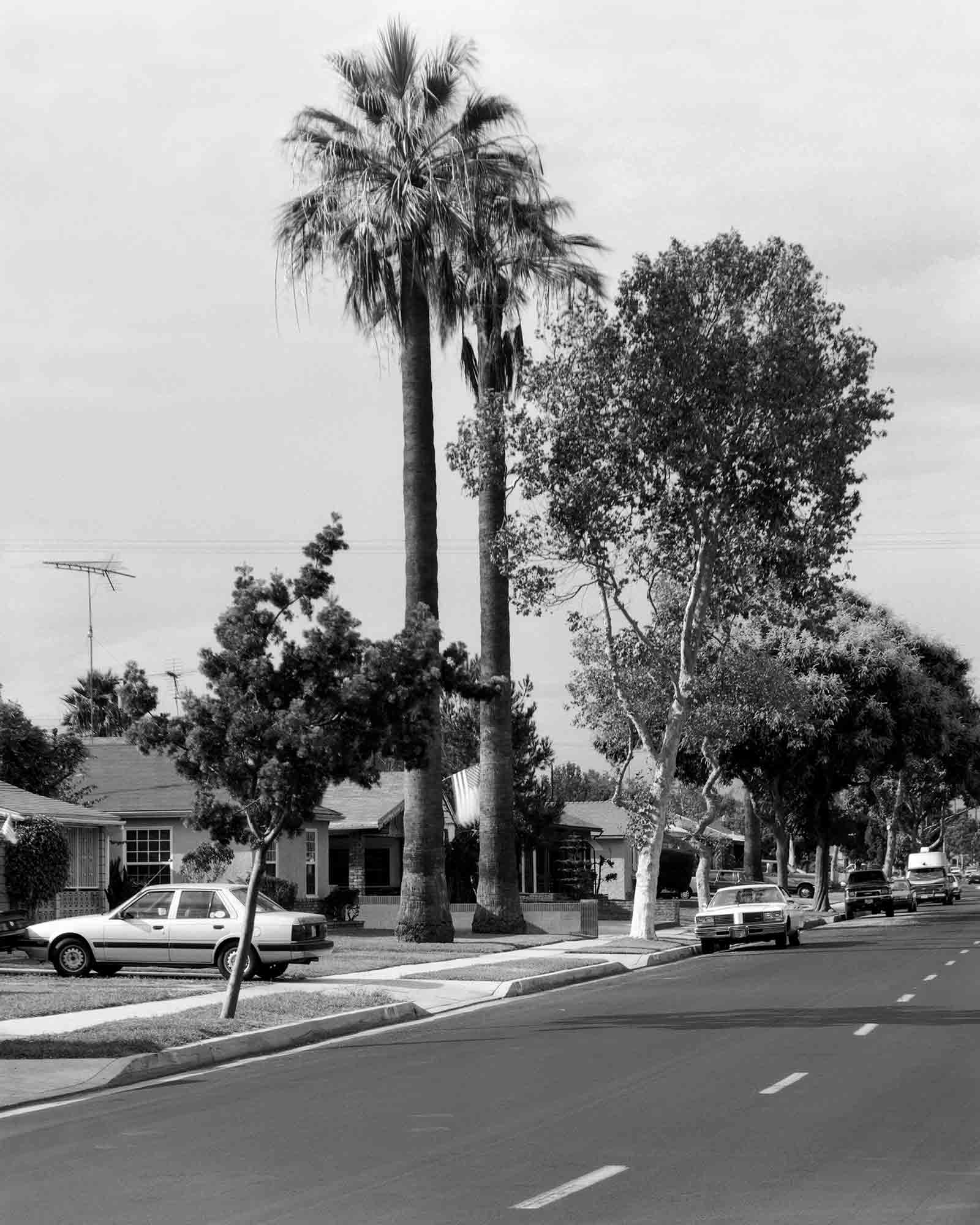 22-Palm-#12,-Lawndale,-2002.jpg