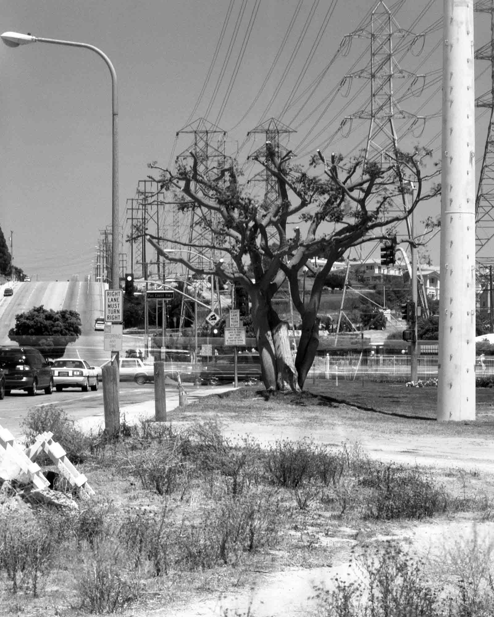 25-Coral-Tree-#1,-Manhattan-Beach,-2002.jpg