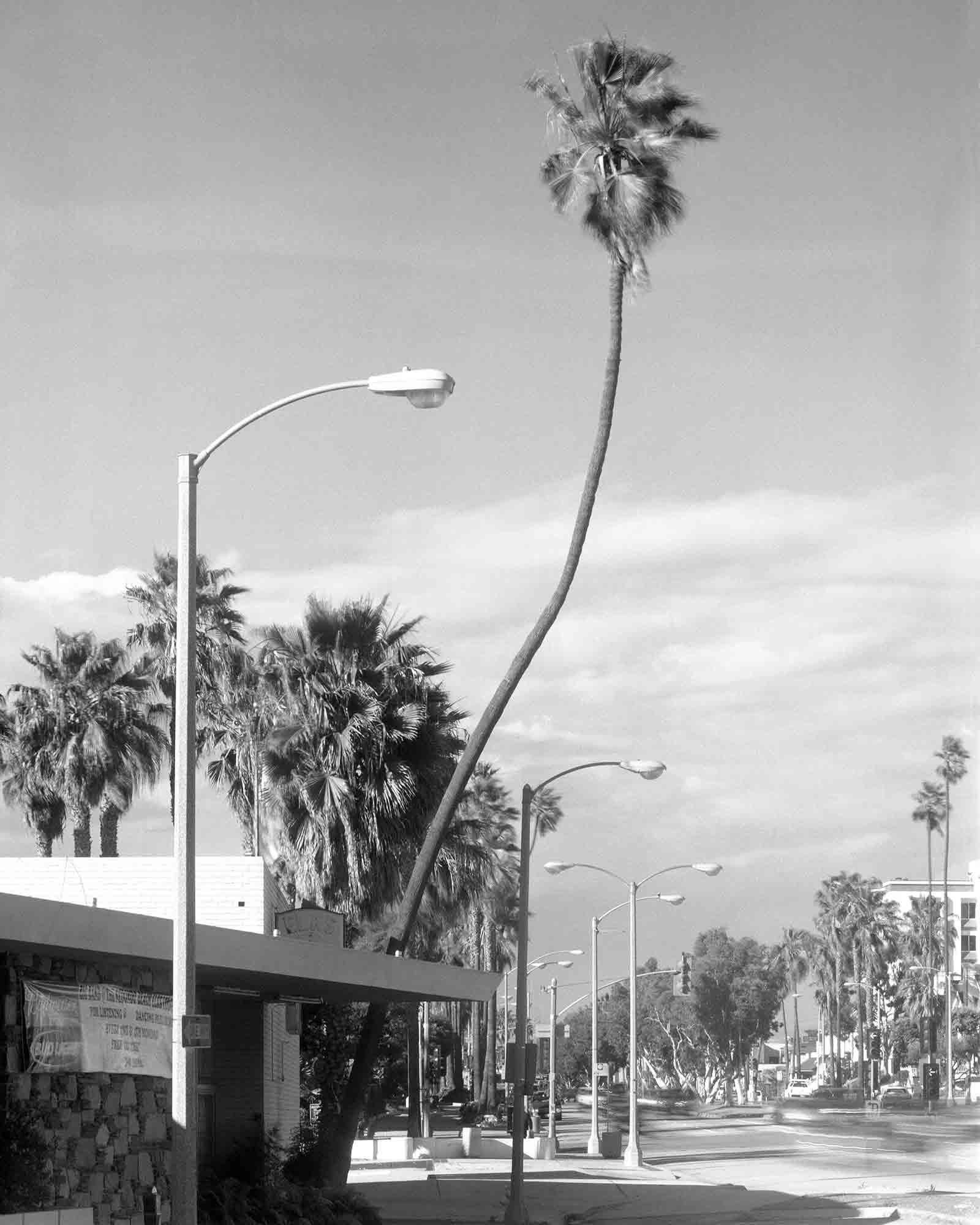 26-Palm-#35,-Redondo-Beach,-2004.jpg