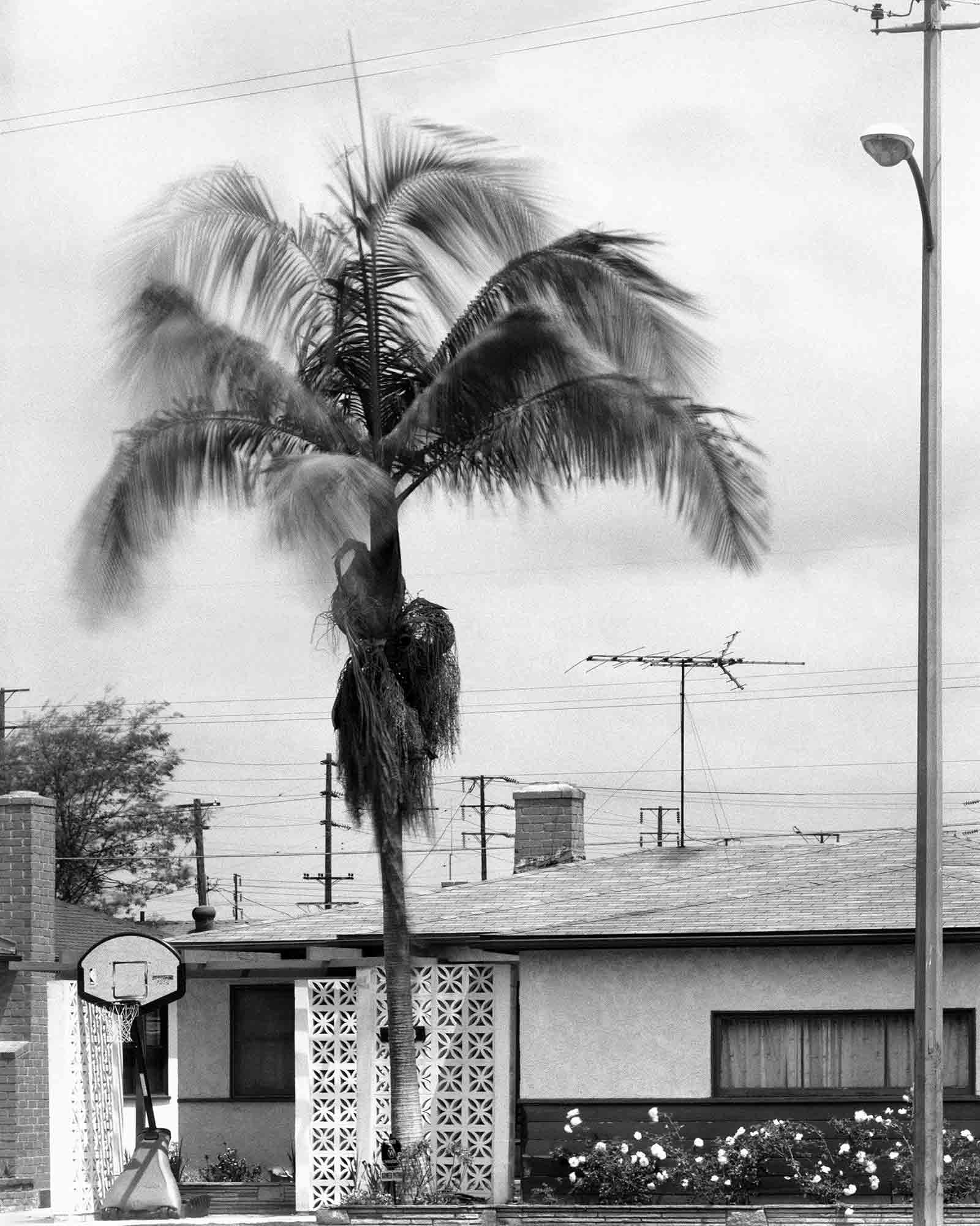 29-Palm-#19,-Compton,-2003.jpg