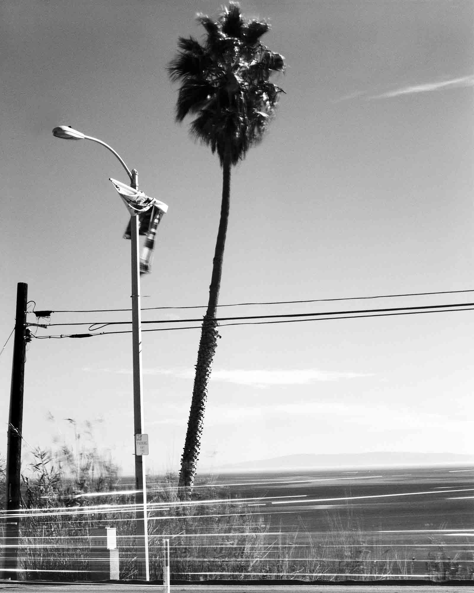41-Palm-#13,-Topanga-Canyon,-2002.jpg