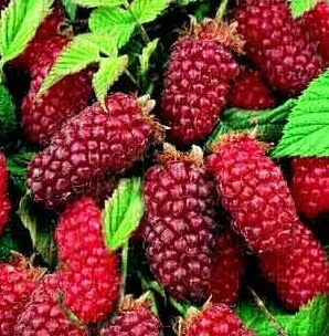 Tayberry (Rubus fruticosus x idaeus)