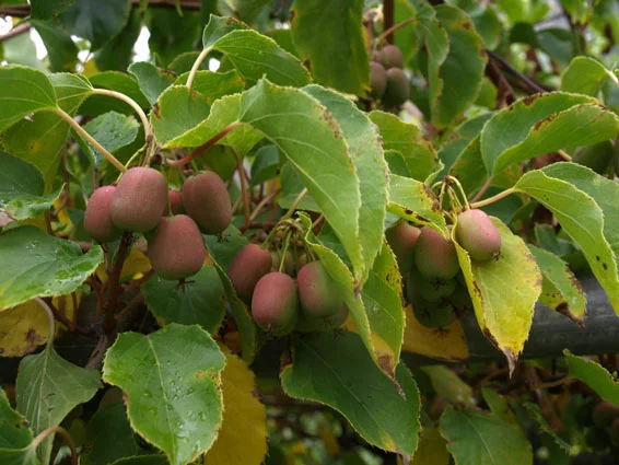 Hardy Kiwi (Actinidia arguta) *Multiple Sizes Available*