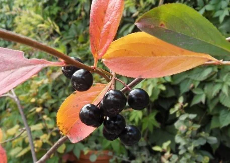 Black Chokecherry (Aronia melanocarpa) *Multiple Sizes Available*