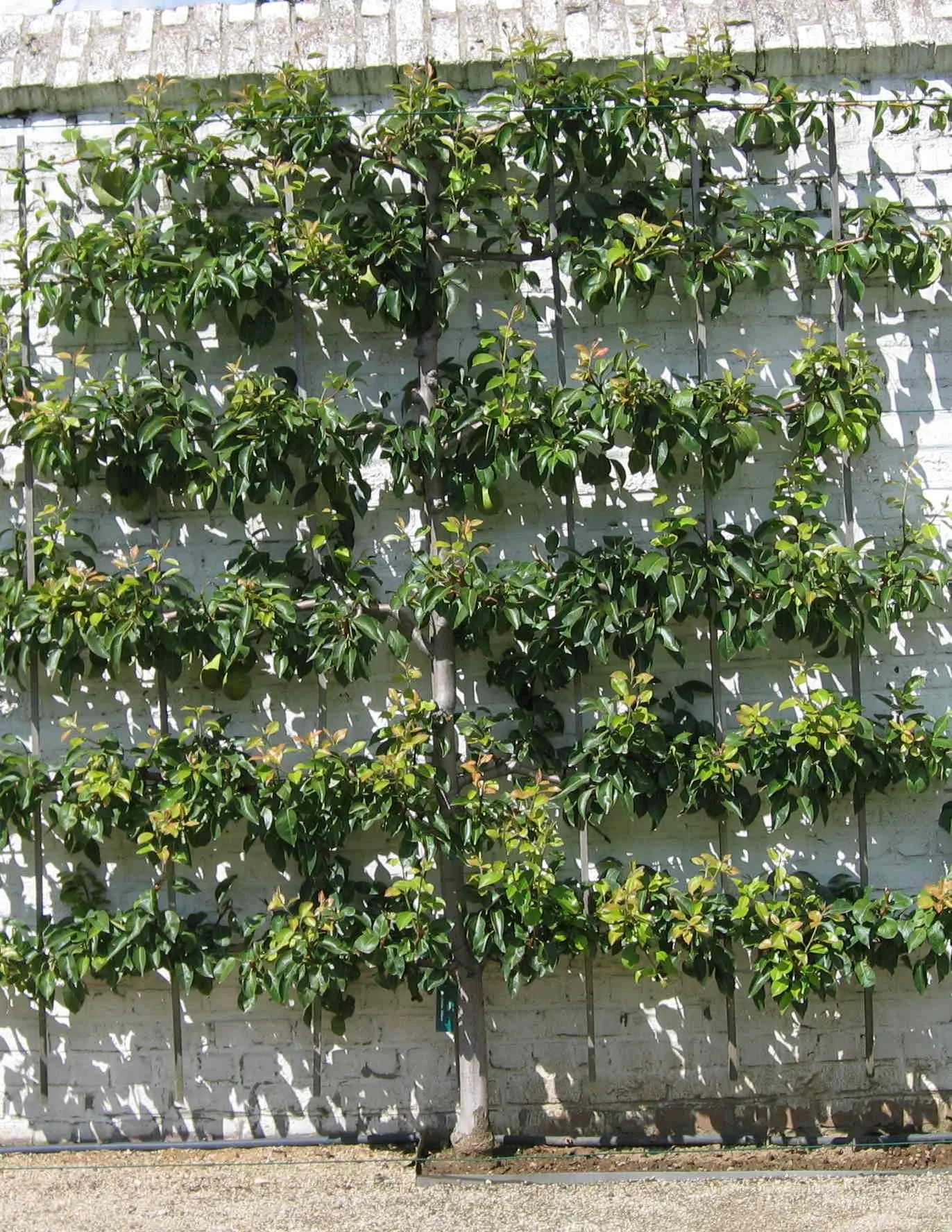 apple tree espalier.JPG