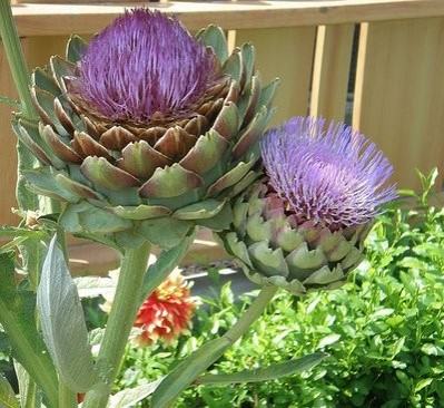 artichoke1.jpg