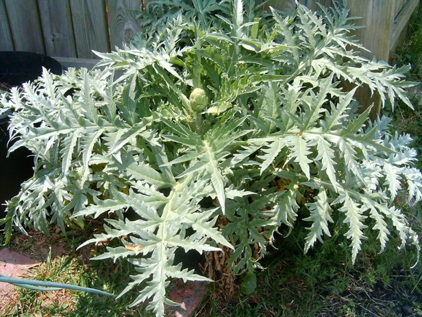 artichoke plant 2.jpg