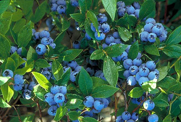 2-north-country blueberry.jpg