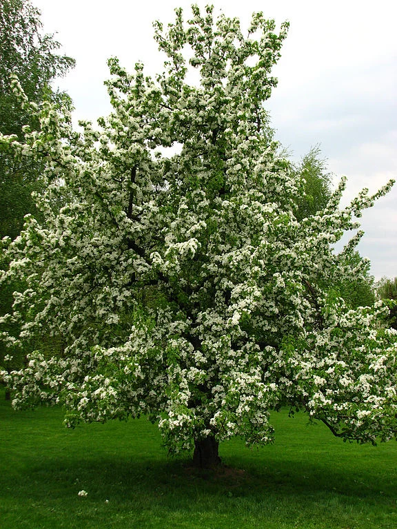 pear tree dwarf.JPG