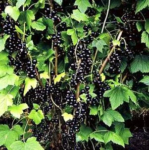 Currant "Black" (Ribes nigrum) *Multiple Sizes Available*