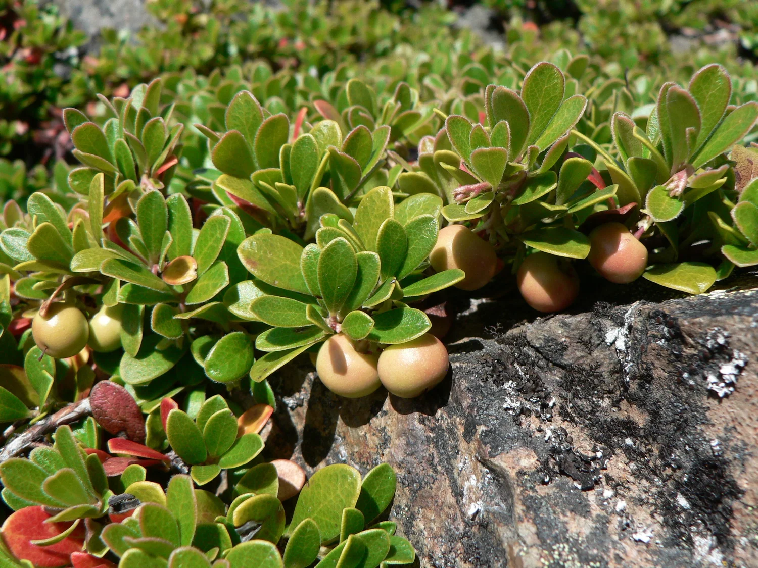 Kinnikinnick/Bearberry (Arctostaphylos uva-ursi) *Multiple Sizes Available*   Cascadia Edible Plant Nursery Cooperative