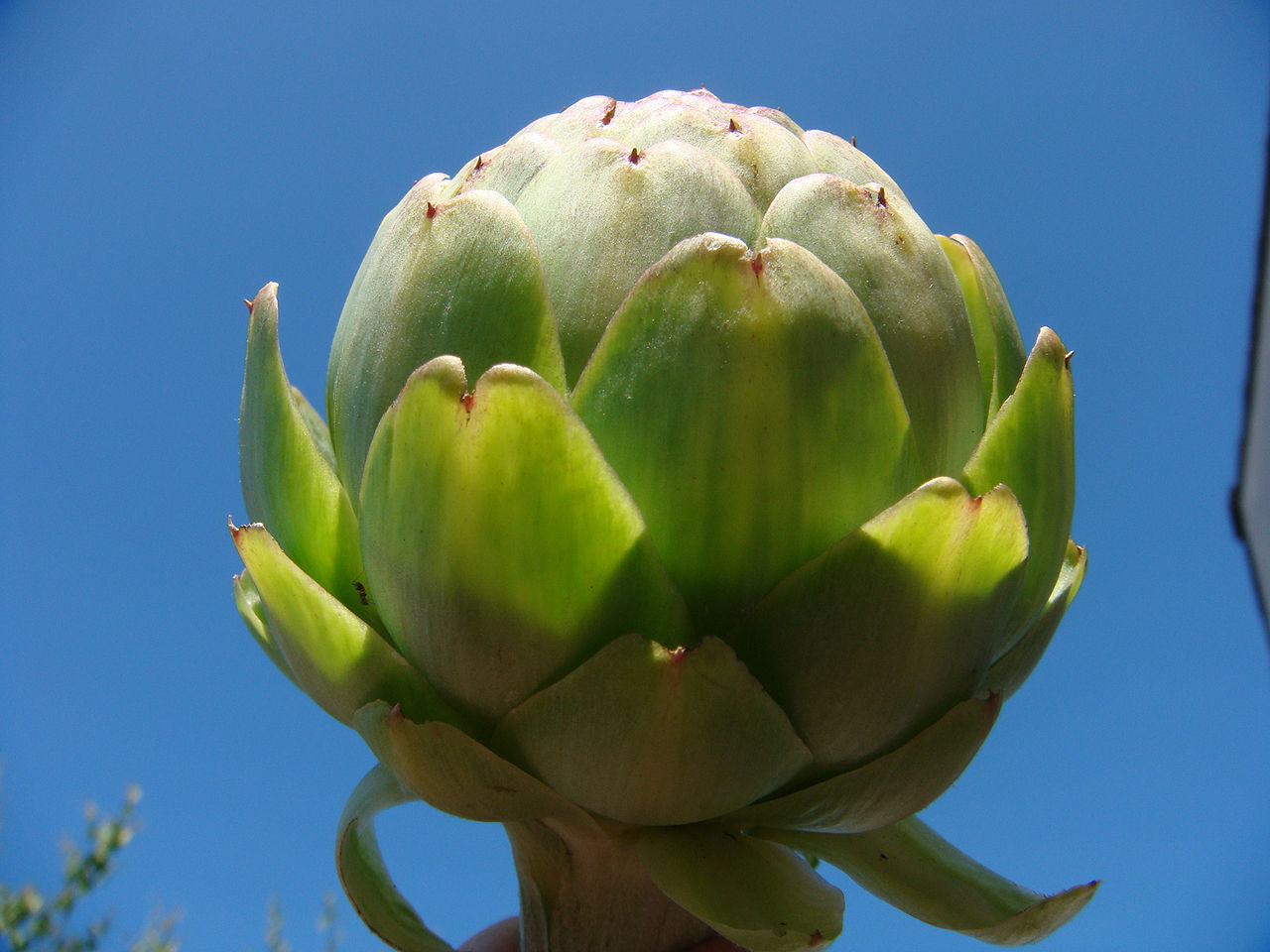 globe artichoke.jpg