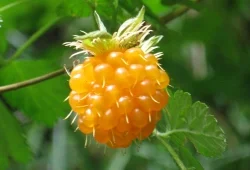 Salmonberry (Rubus spectabilis)