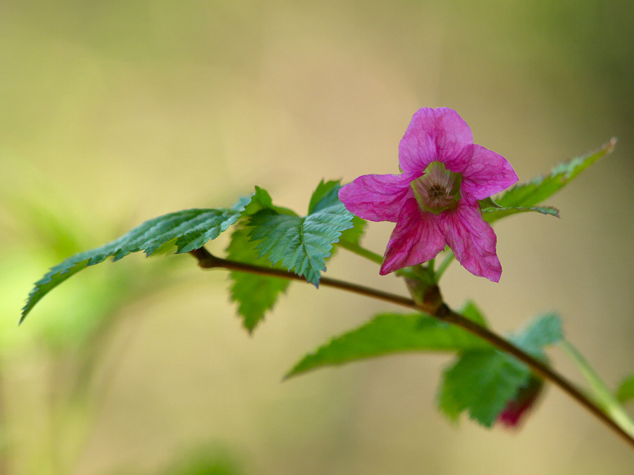 Salmonberry_Blossom.jpg