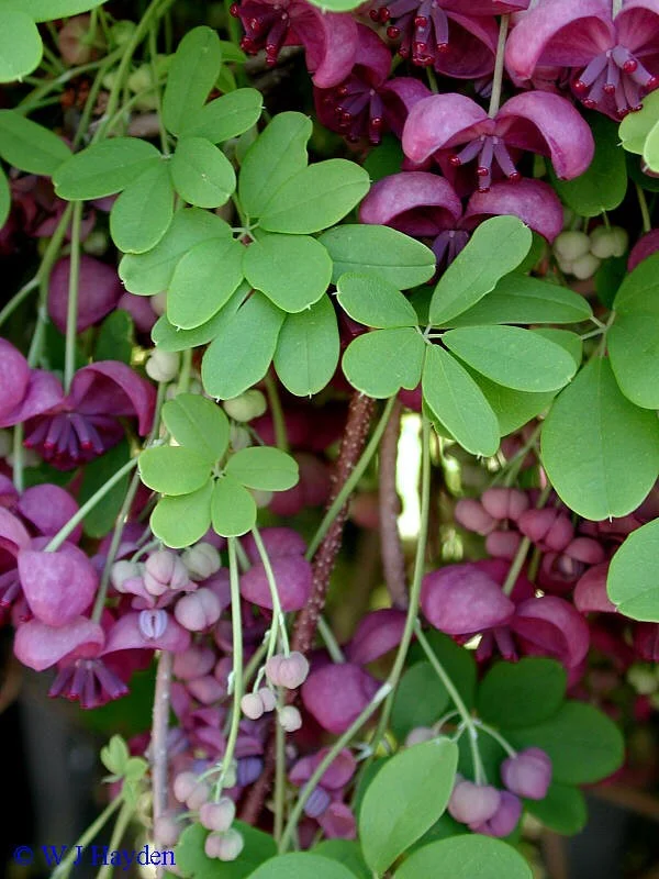 Chocolate Vine, aka Five Leaf Akebia (Akebia quinata) *Multiple Sizes  Available*-- Fall Shipment availble  Cascadia Edible Plant Nursery  Cooperative