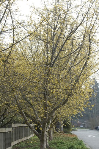 Cornellian Cherry Cornus mas flowers 1.jpg