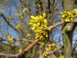 Cornelian Cherry es.jpg