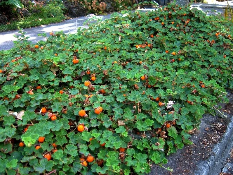 Emerald Carpet Raspberry (Rubus pentalobus)