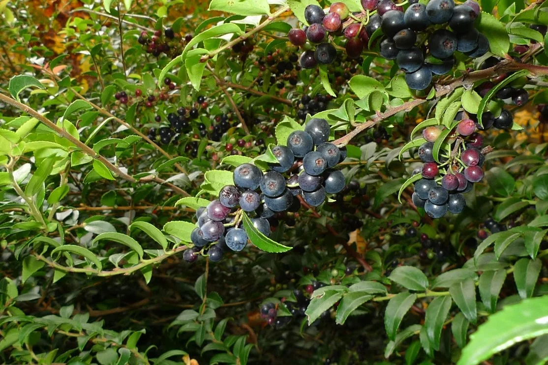 evergreen huckleberry 1 berries close up.jpg