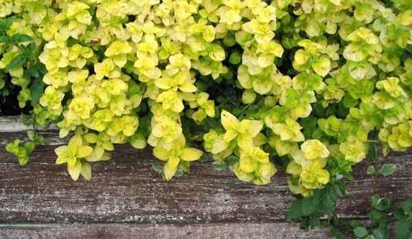 Golden Creeping Marjoram (Origanum vulgare 'Aureum')
