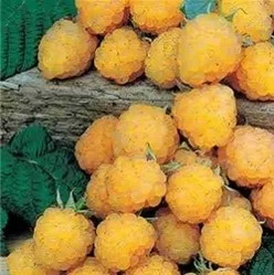 Golden Raspberry (Rubus idaeus 'Golden')
