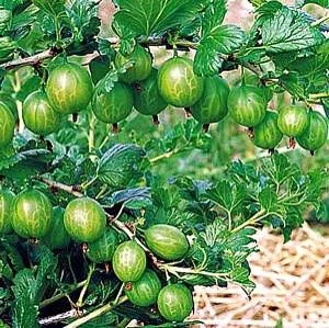 Gooseberry "Pixwell" (Ribes uva-crispa) *Multiple Sizes Available*   Cascadia Edible Plant Nursery Cooperative