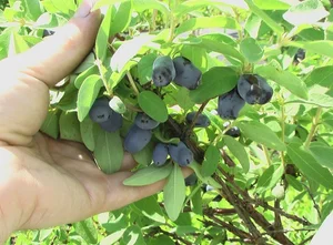 Honeyberry (Lonicera caerulea) *Multiple Varietals and Sizes Available*   Cascadia Edible Plant Nursery Cooperative