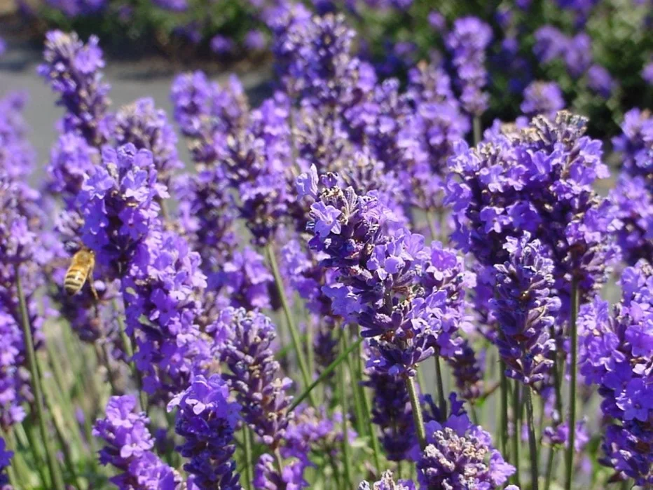 Lavender (Lavandula angustifolia) *Multiple Varietals and Sizes Available*