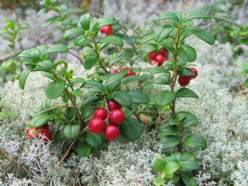 Lingonberry (Vaccinium vitis-idaea)