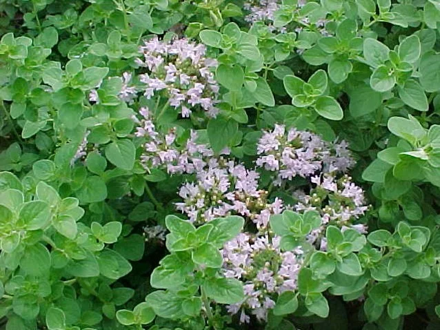 Oregano (Origanum vulgare)
