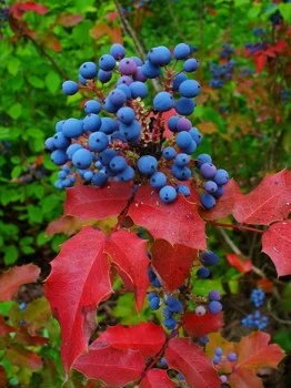 Oregon Grape (Mahonia aquifolium)