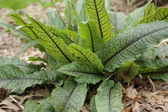 buy wasabi plant Shop Wasabi Vegetable Seeds
